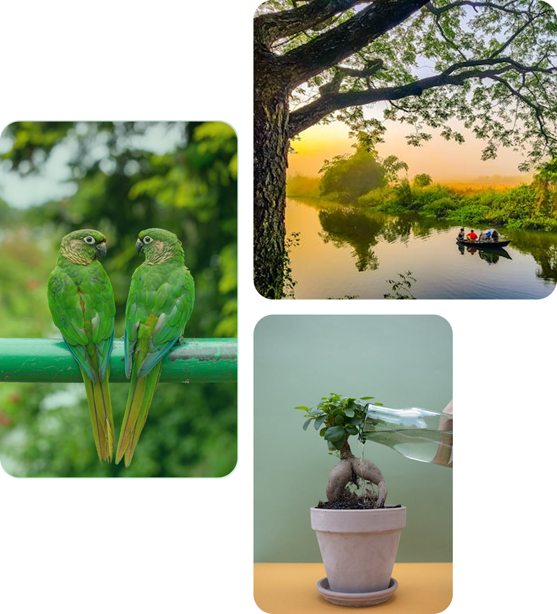 Nature