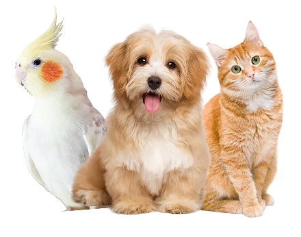 Our Pets Collection