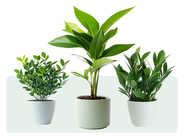 Our Plants Collection