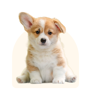 petKit